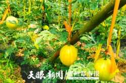 贵阳娱乐吃瓜,吃瓜群众的热门话题大盘点